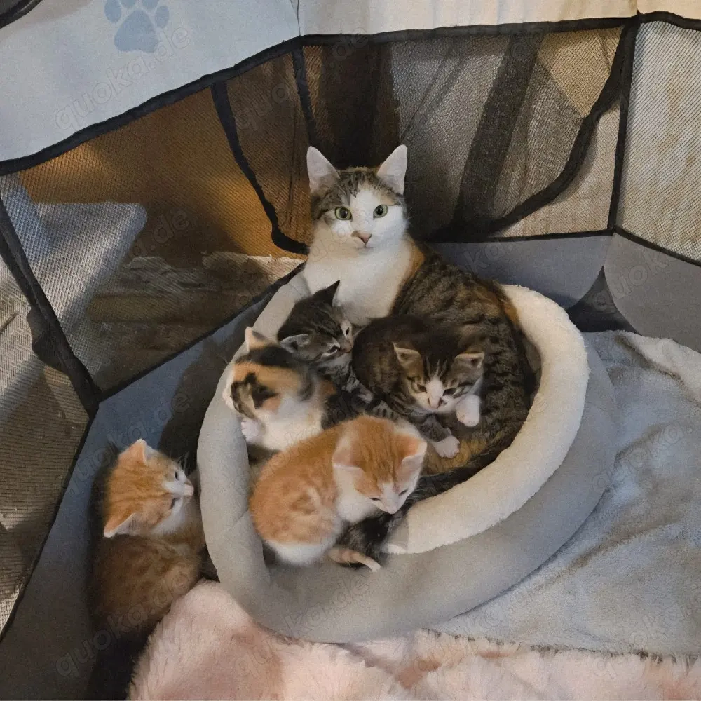 Zuckersüsse Katzenkinder