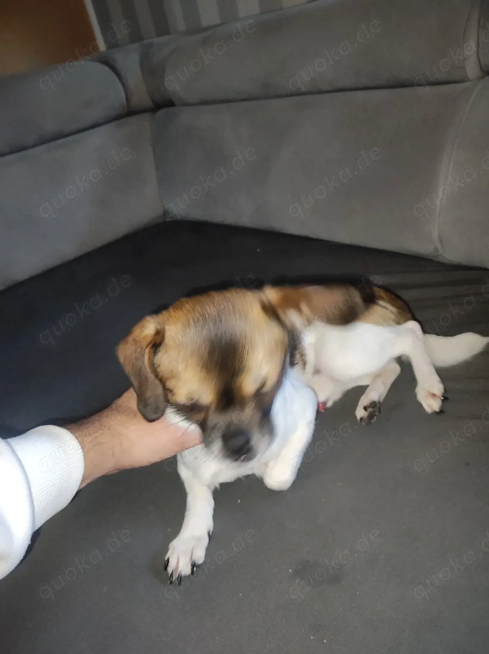 verkaufe ein shih tzu mix