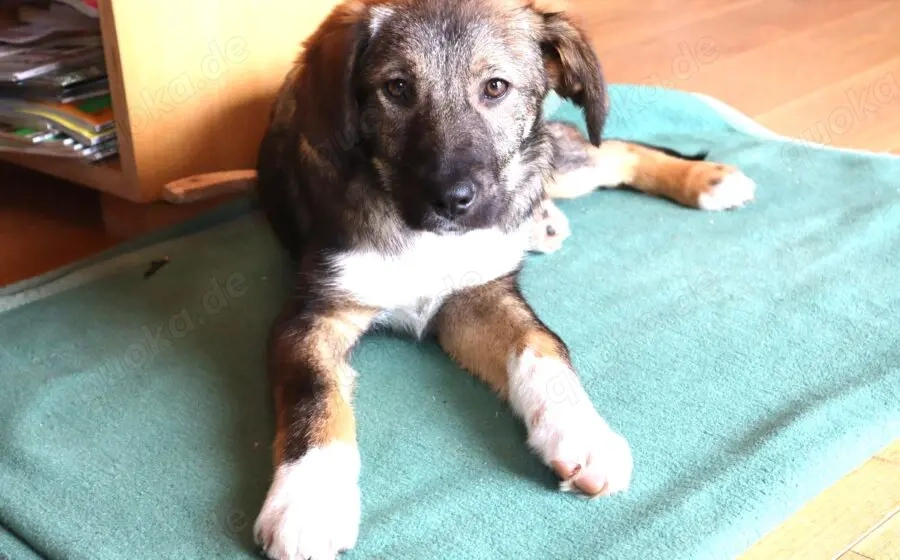 Welpentypisch lebensfrohe Alana sucht Zuhause