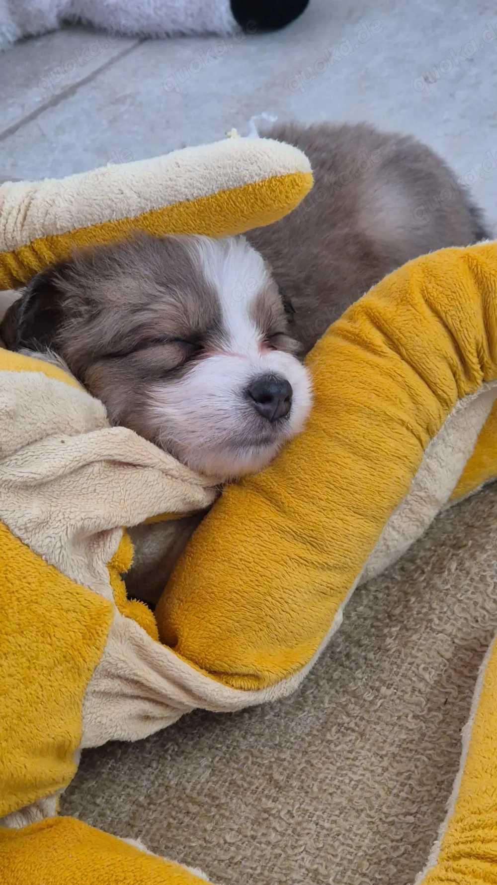 6 Süße BorderCollie Welpen