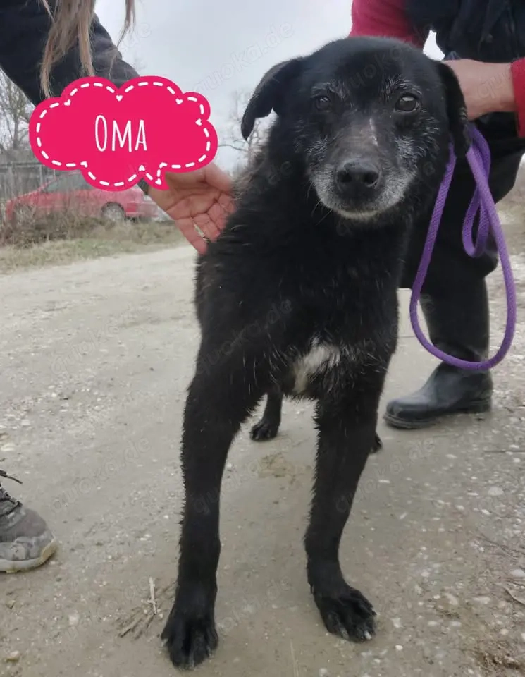 Oma, nicht alt, aber menschenbezogen, wer hat ein Herz und gibt einem tollen Hund ein Zuhause?
