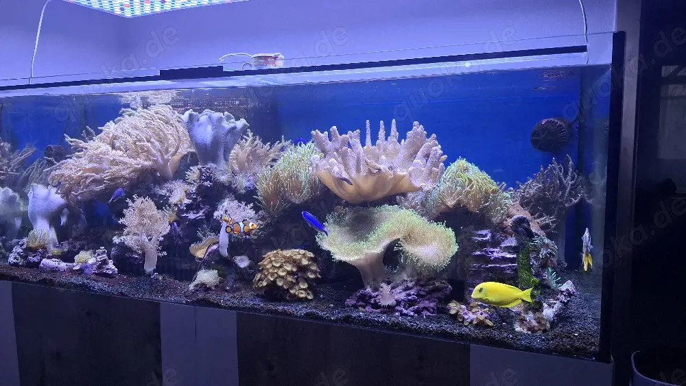 Meerwasser Aquarium Inhalt nur komplett 