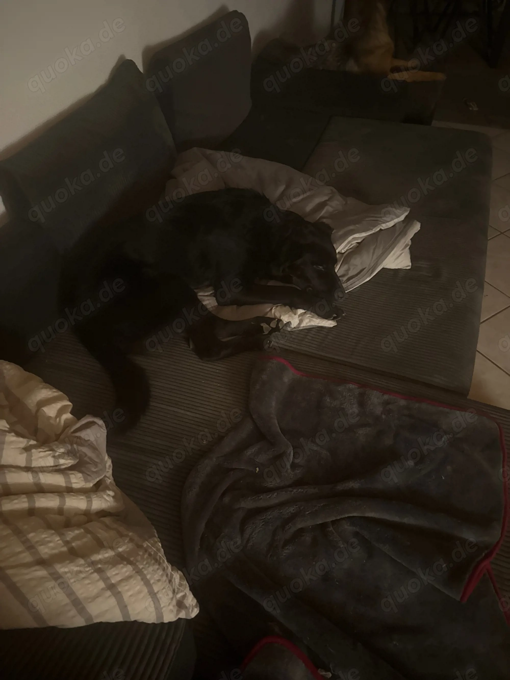 Labrador mix  10 Monate alt