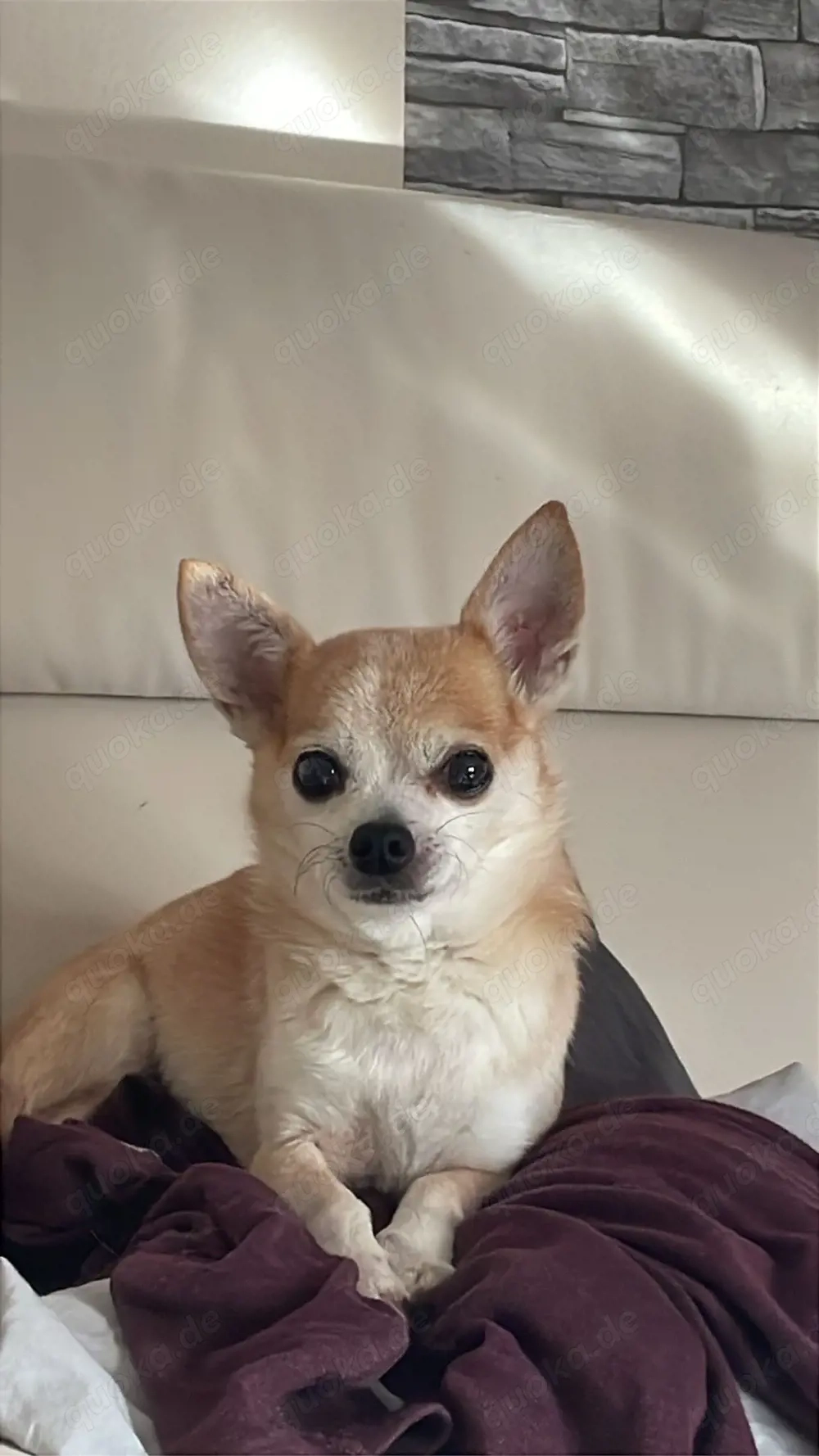suche einen Chihuahua oder kleinen Hund