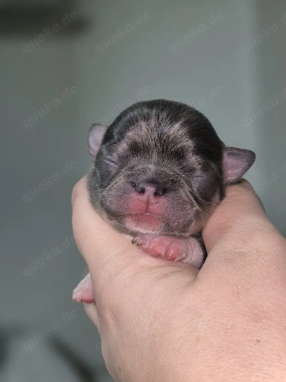 Wunderschöne reinrassige Chihuahua Welpen 