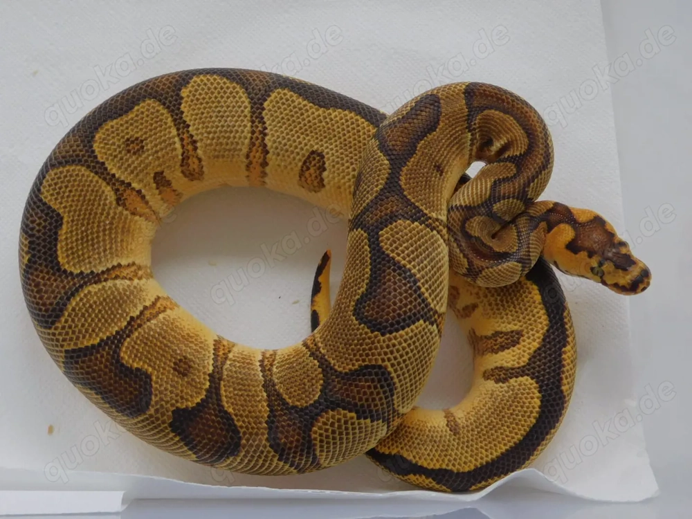 STARK! REDUZIERT! 1.0 YB Enchi Clown het. Pied | Python regius | abzugeben!