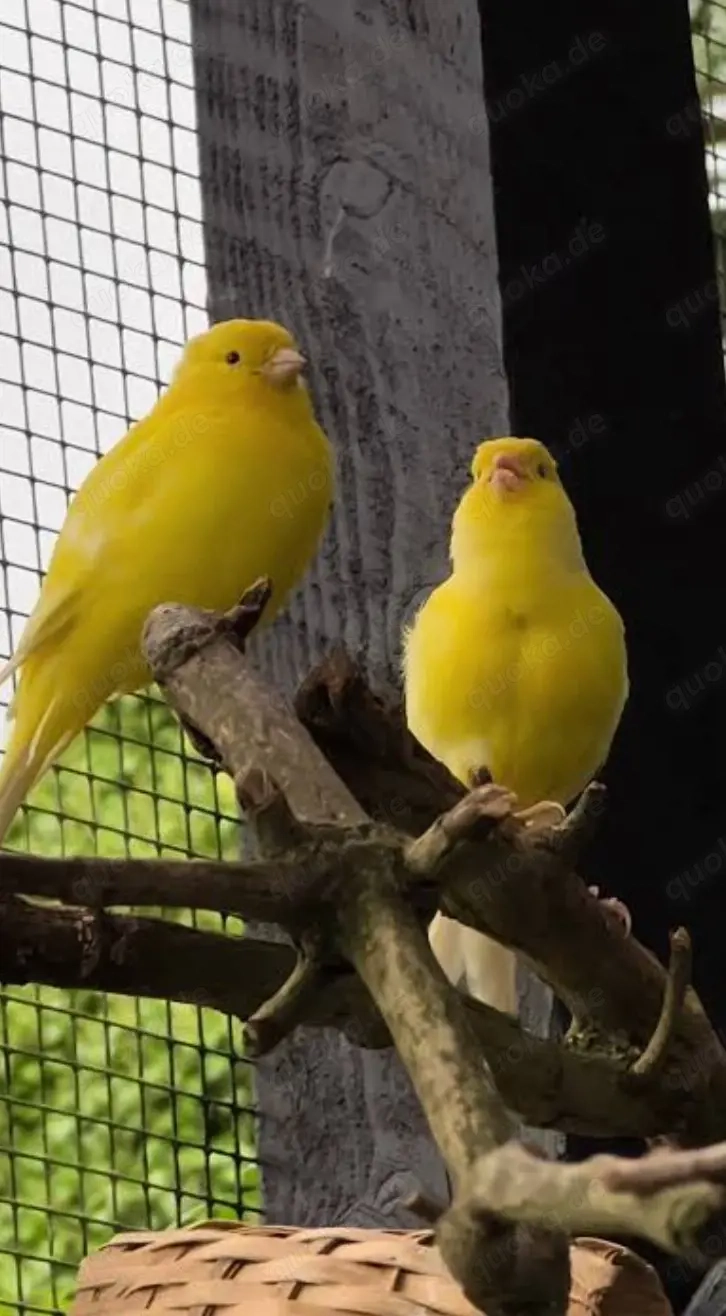 Harzer Roller Kanarienvogel-Paar mit Käfig zu verkaufen