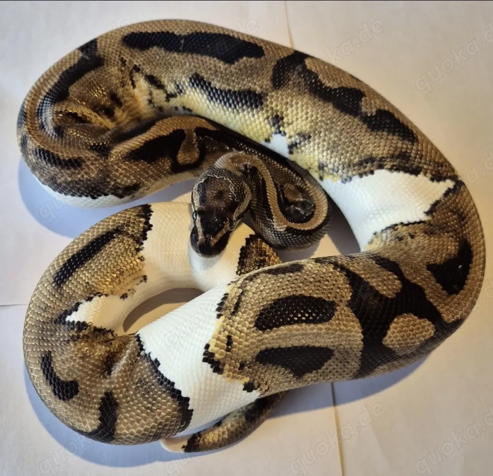 Königspython abzugeben 