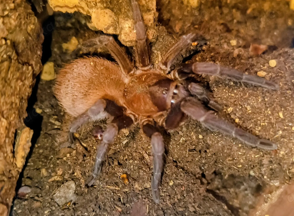 Citharacanthus cyaneus. ( Weibchen) mit Box