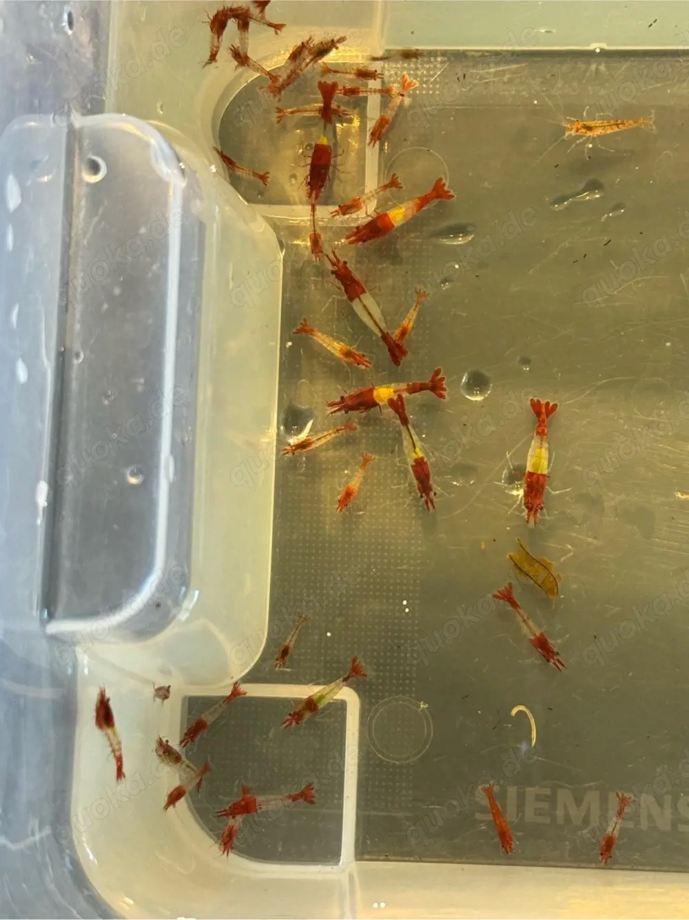 Red Rili Neocaridina Garnelen