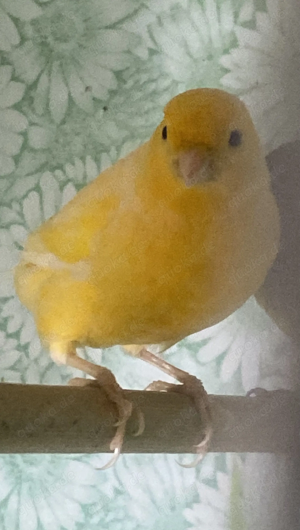 Kanarienvogel zum tauchen 