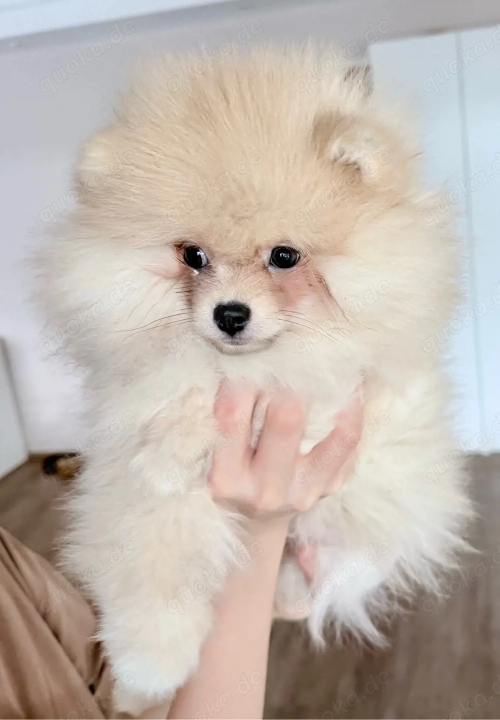 Pomeranian Teddy Welpen