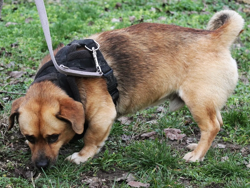 Nils   kleiner Herzenshund sucht sein Zuhause 