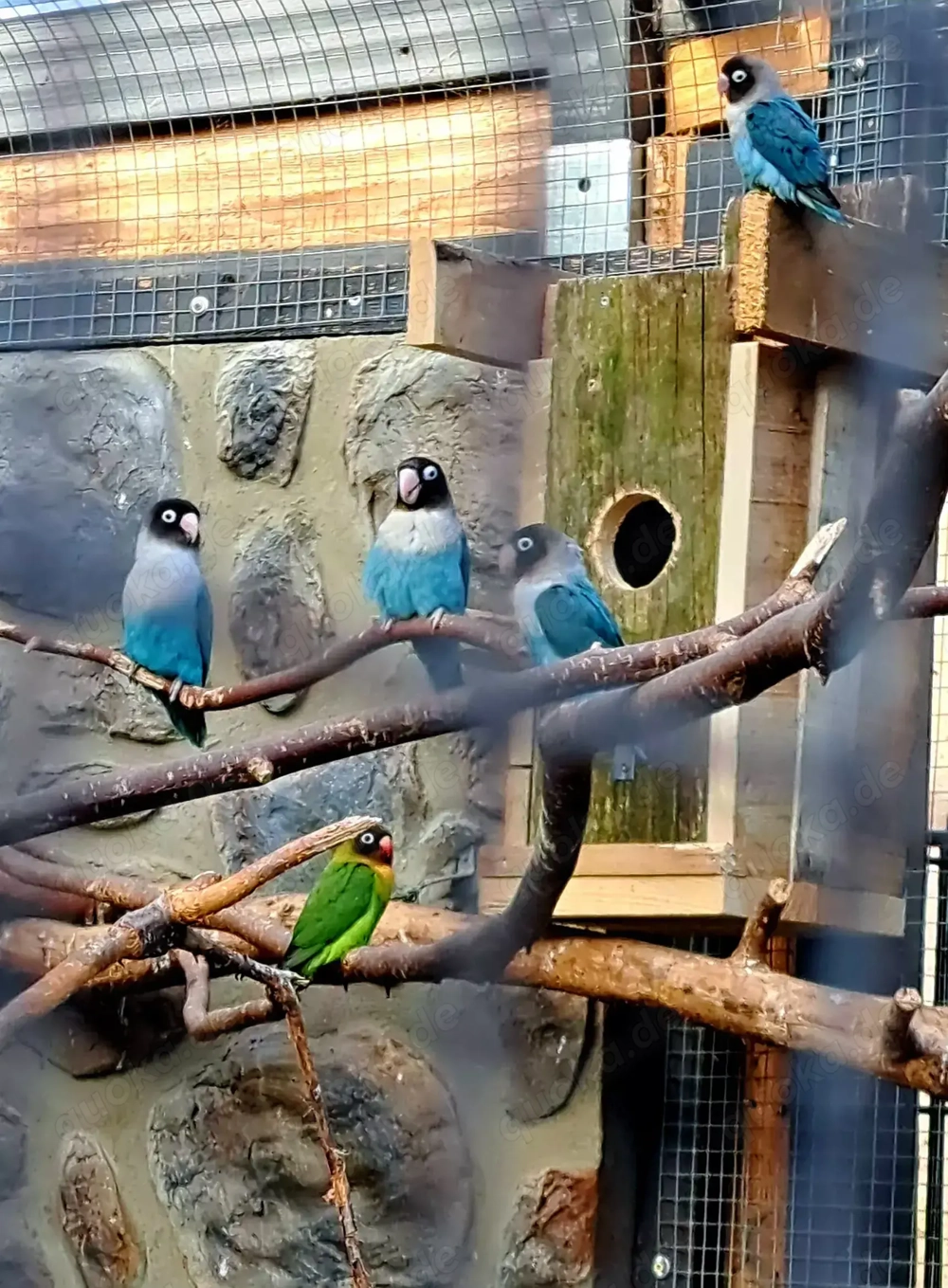 Unzertrennliche junge