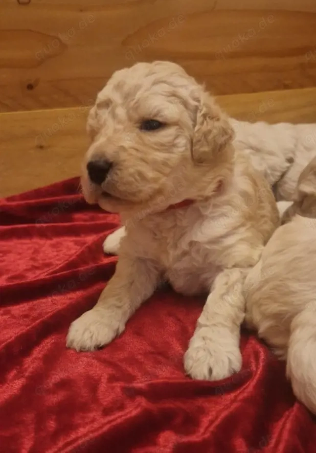 Goldendoodle F1b