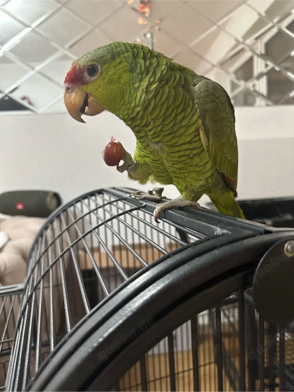 Rotstirnamazonen Papagei