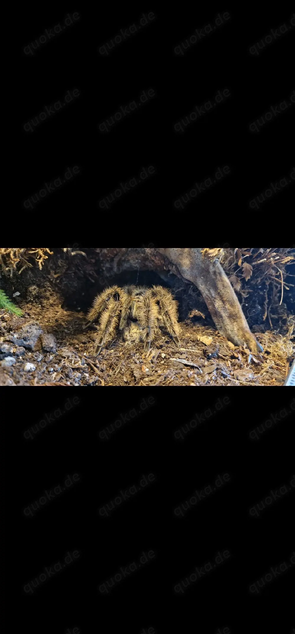 Tliltocatl albopilosus nicaragua 0.1    