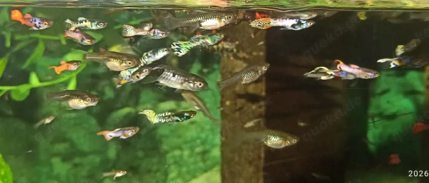 Endler Guppys