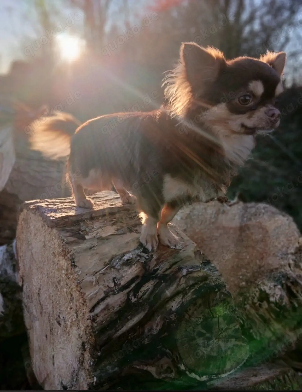 Chihuahua Langhaar Deckrüde - Schoko & Tan, 2,3 kg