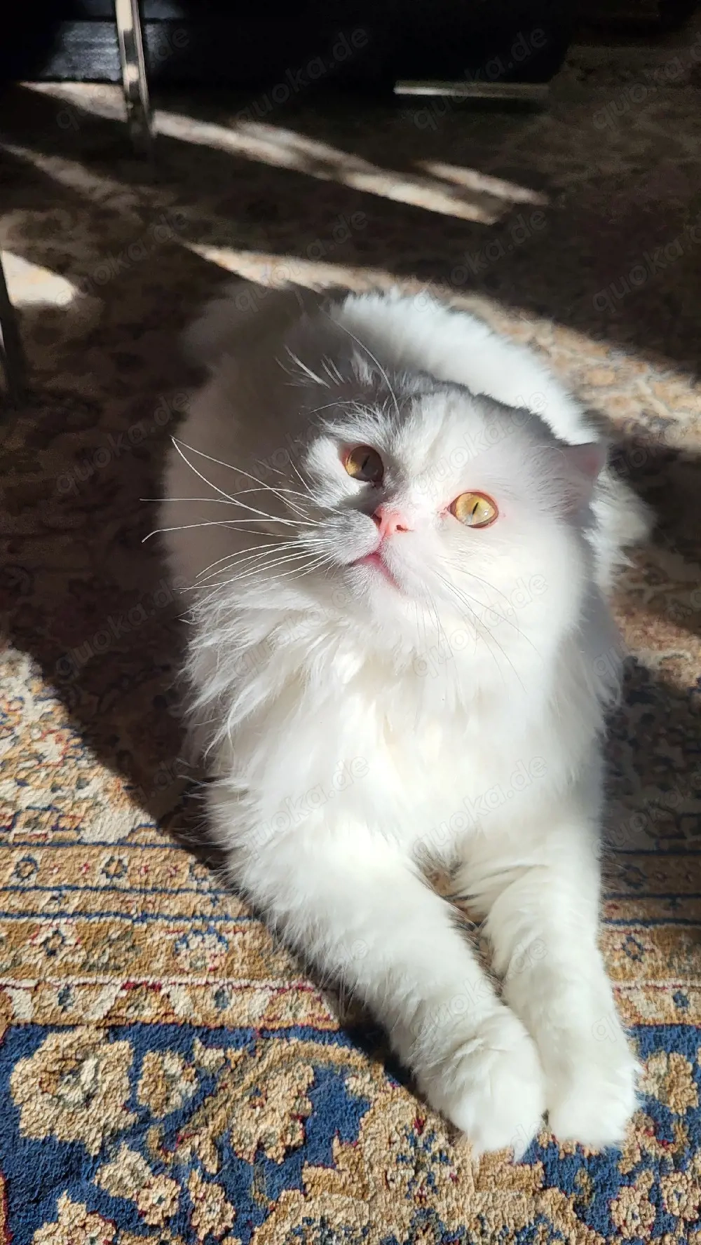 Weißer Kater mit gold-grünen Augen sucht ein liebevolles Zuhause     