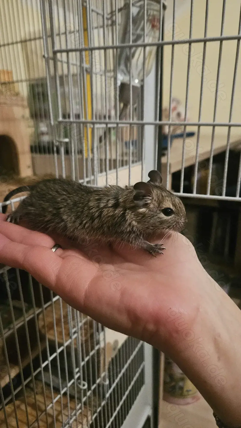 Süße Degubabys suchen ihr Für Immer Zuhause! 