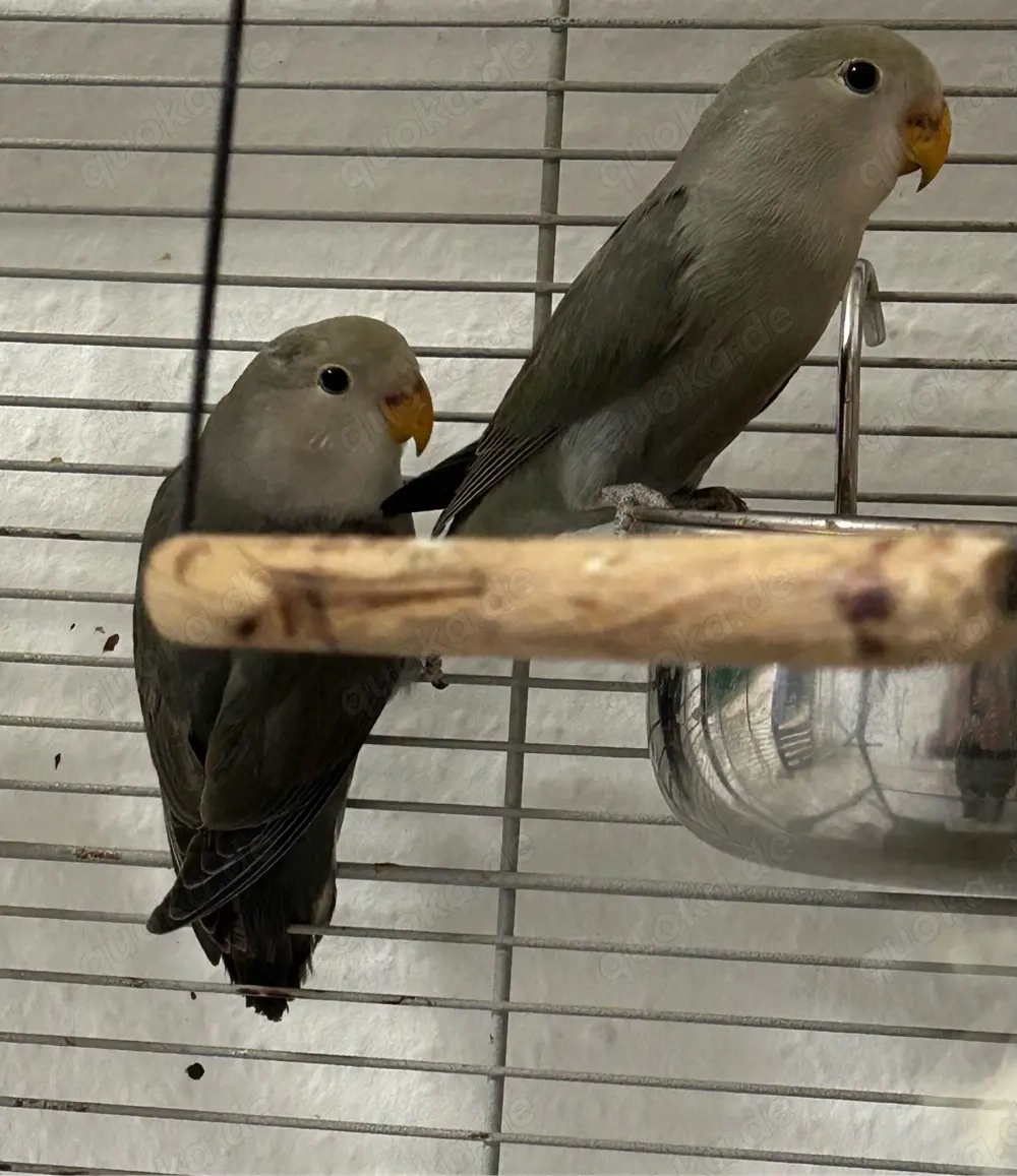 Wir zwei suchen ein neues Zuhause 