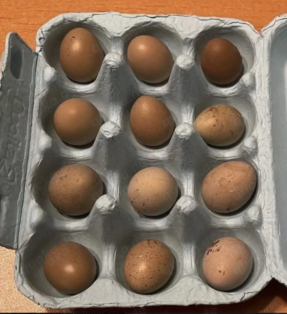 Futtereier für Dasypeltis (Eierschlangen)