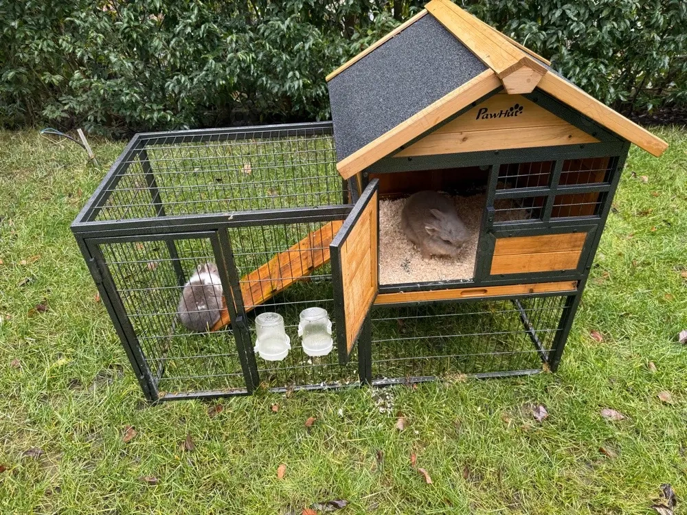 1 Zwergkaninchen mit Gehege