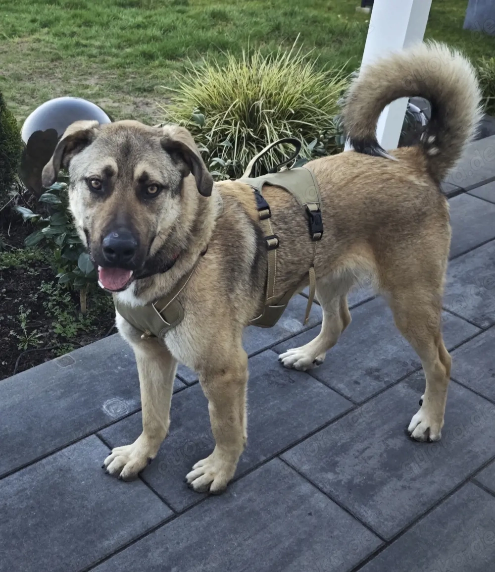 Elvis sucht seine Herzensmenschen 