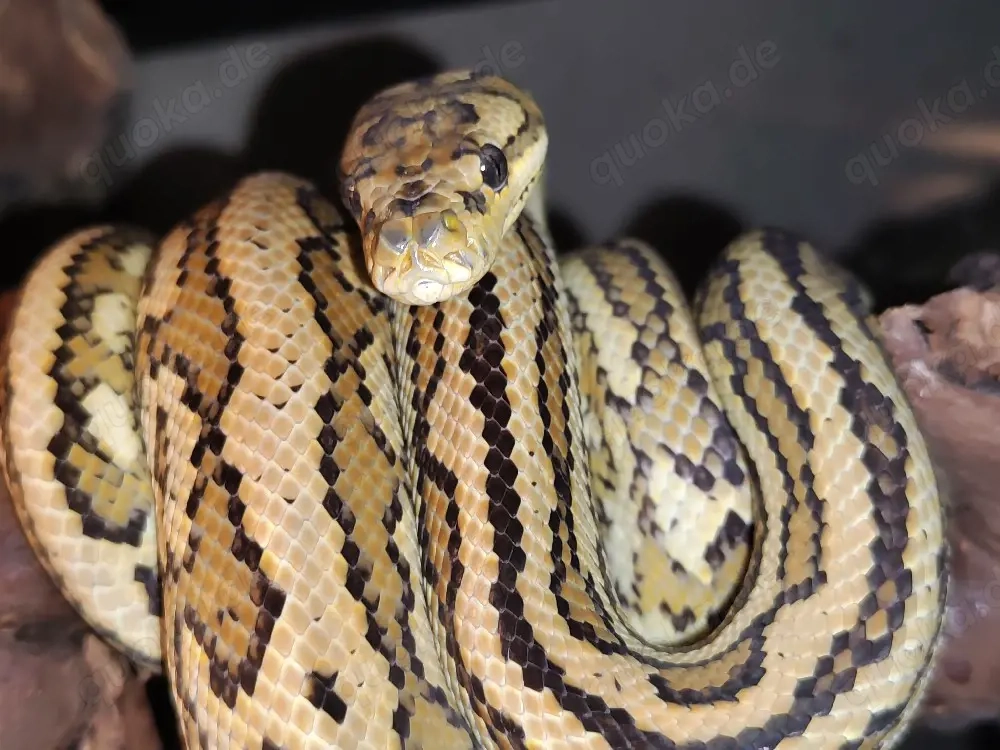 morelia spilota mcdowelli genetic stripe Männchen 