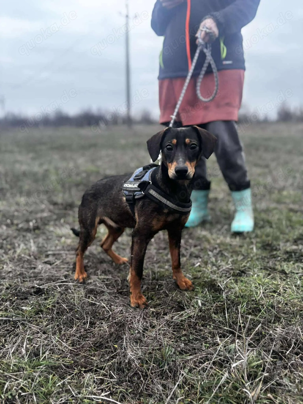 Kleiner Charmeur sucht Endzuhause