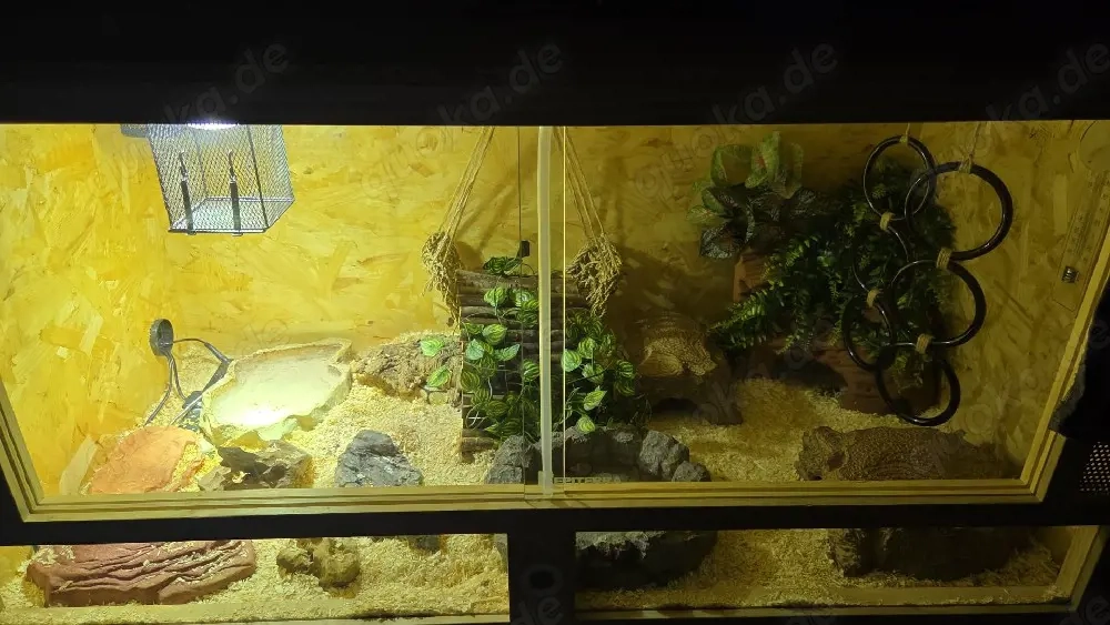    2 Königspython Damen mit Terrarium & komplettem Zubehör   500   