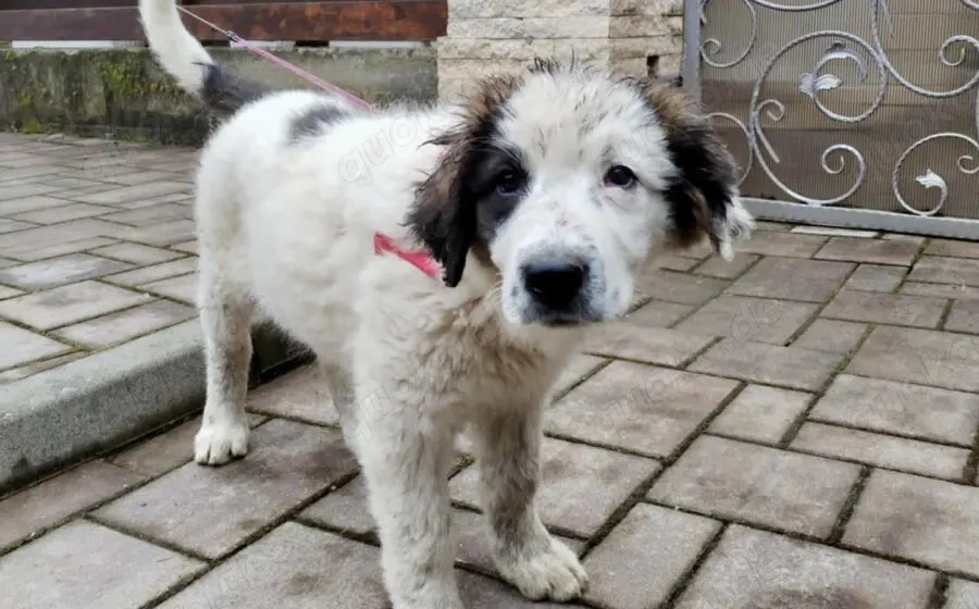 Lass dich von Kindra um die Pfote wickeln