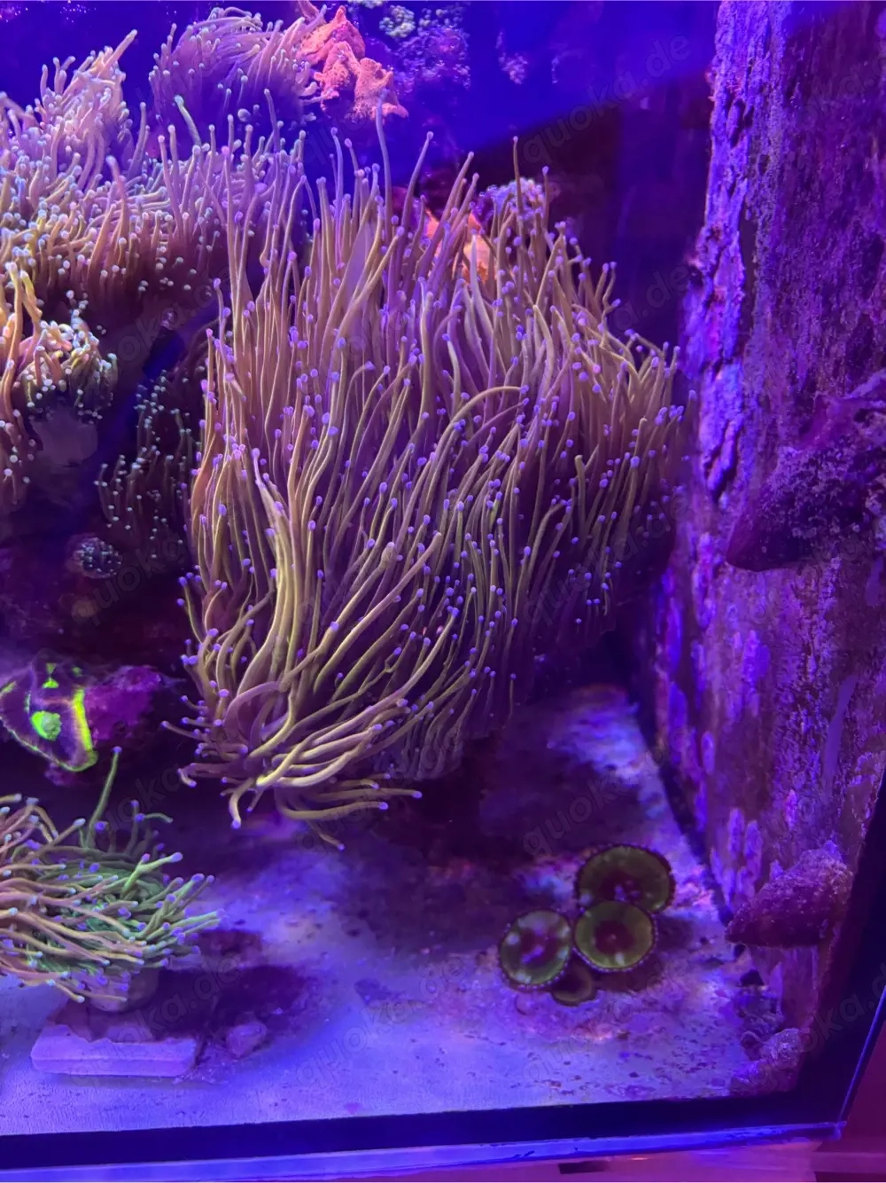 Torches, LPS, Meerwasser