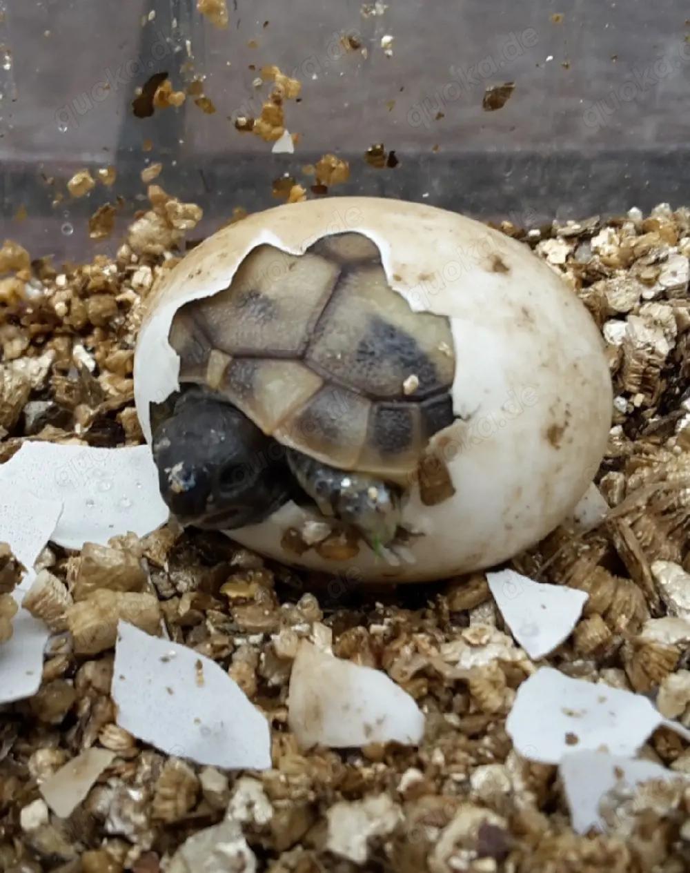Griechische Landschildkröten  -  Testudo hermanni boettgeri
