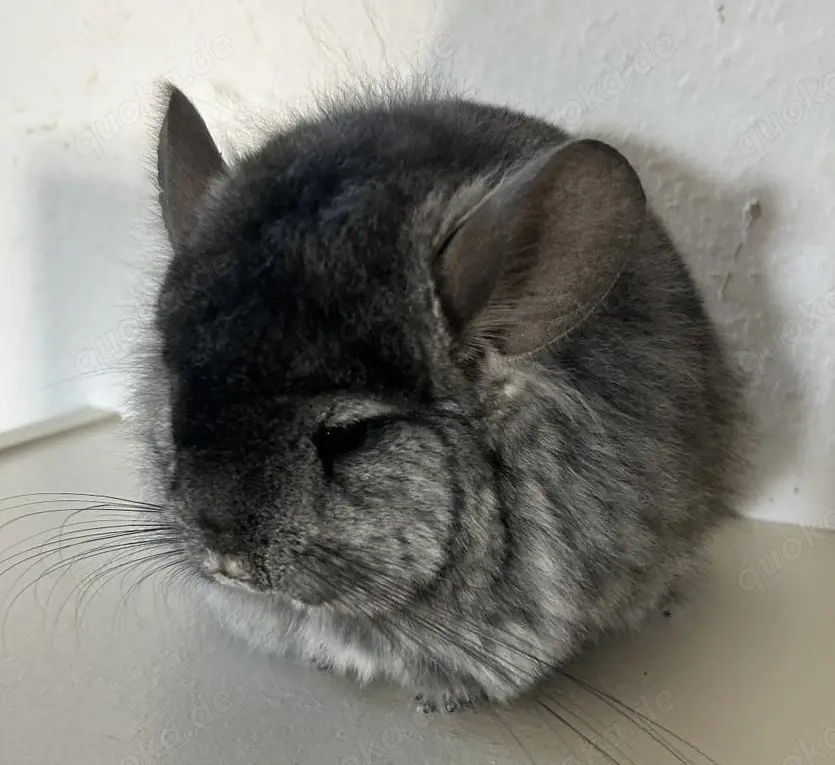 Chicnchilla Angora RPA Weibchen Ebony Mittel 100% BDT AVT und ST