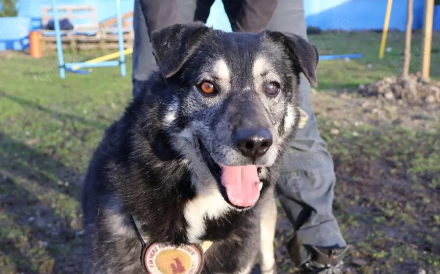 Lenny möchte nochmal durchstarten