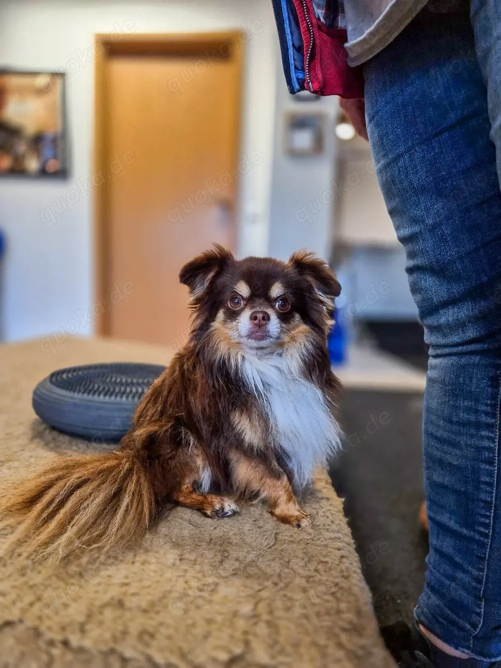 Langhaar Chihuahua Deckrüde
