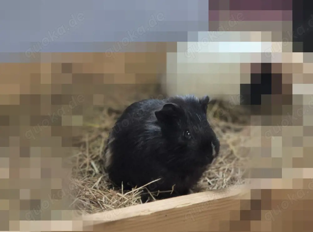 Junge Meerschweinchen-Dame