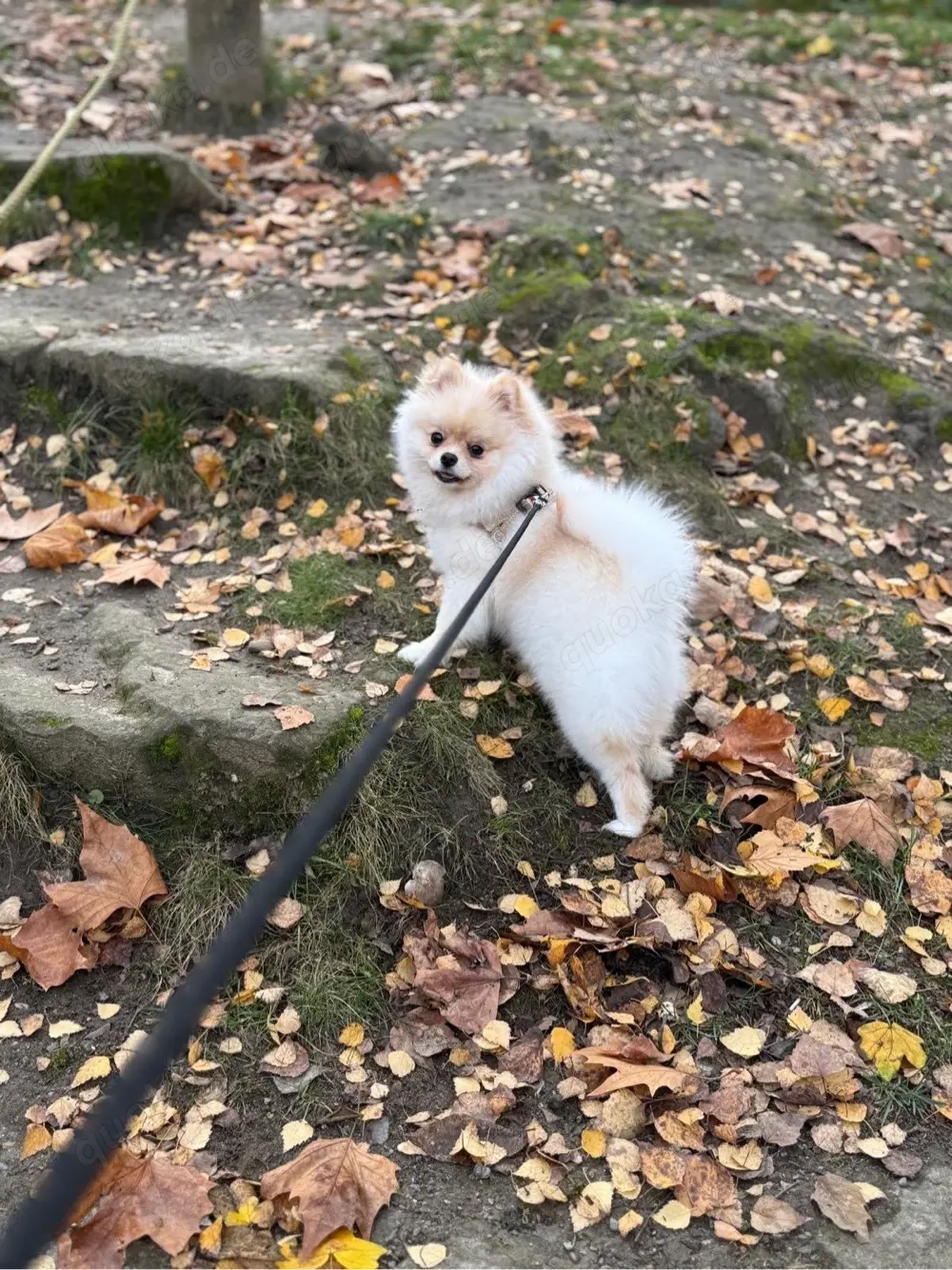 Pomeranian Zwergspitz (Hündin, 11 Monate) geimpft, gechippt, mit Impfpass