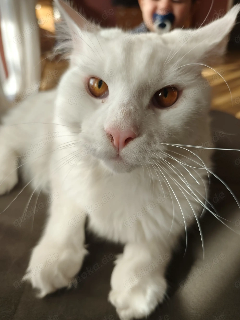 Maine Coon xxl Kater