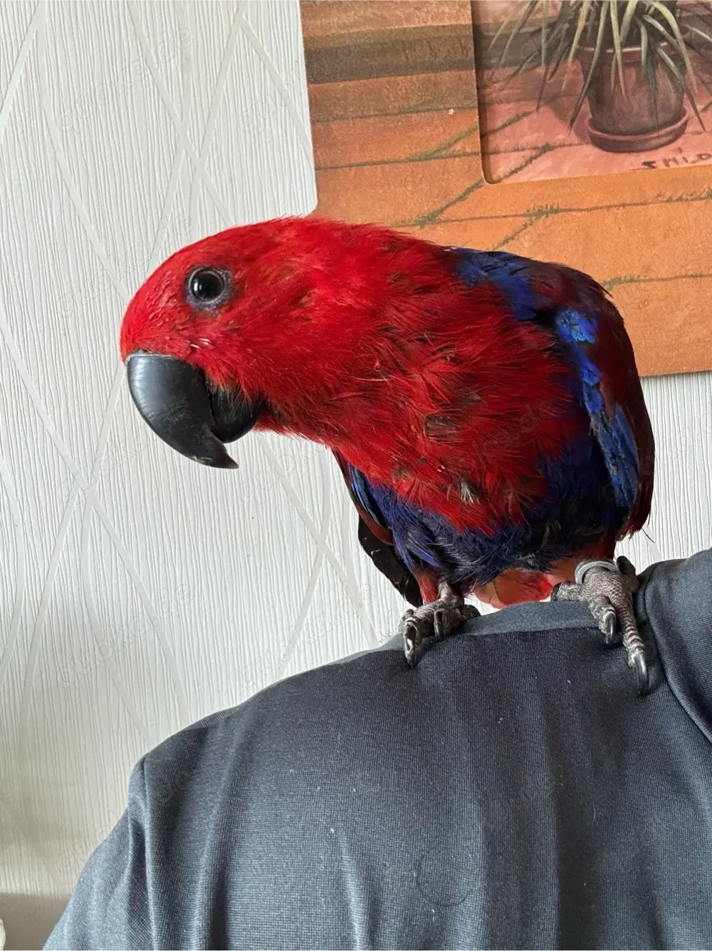 Edelpapagei weibchen zahm