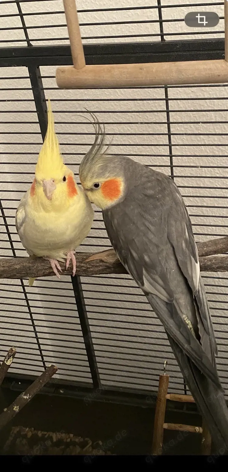 Nymphensittich Pärchen 