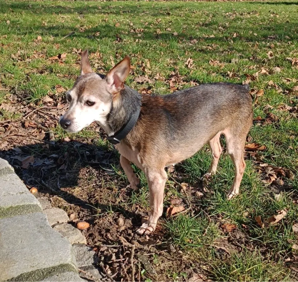 Kleine Luna sucht ein Zuhause