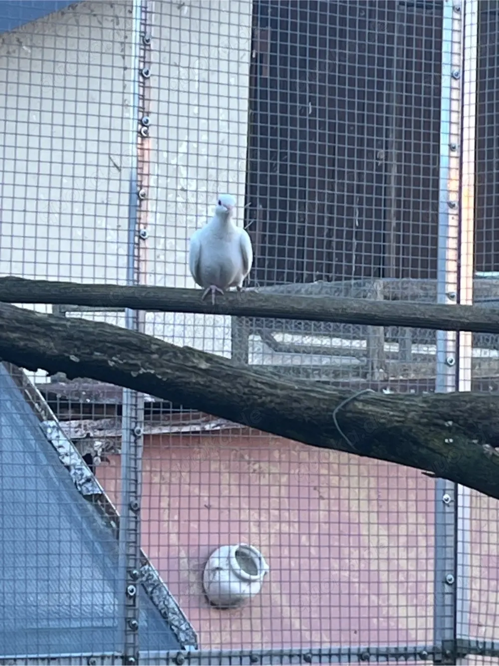 lachtaube 