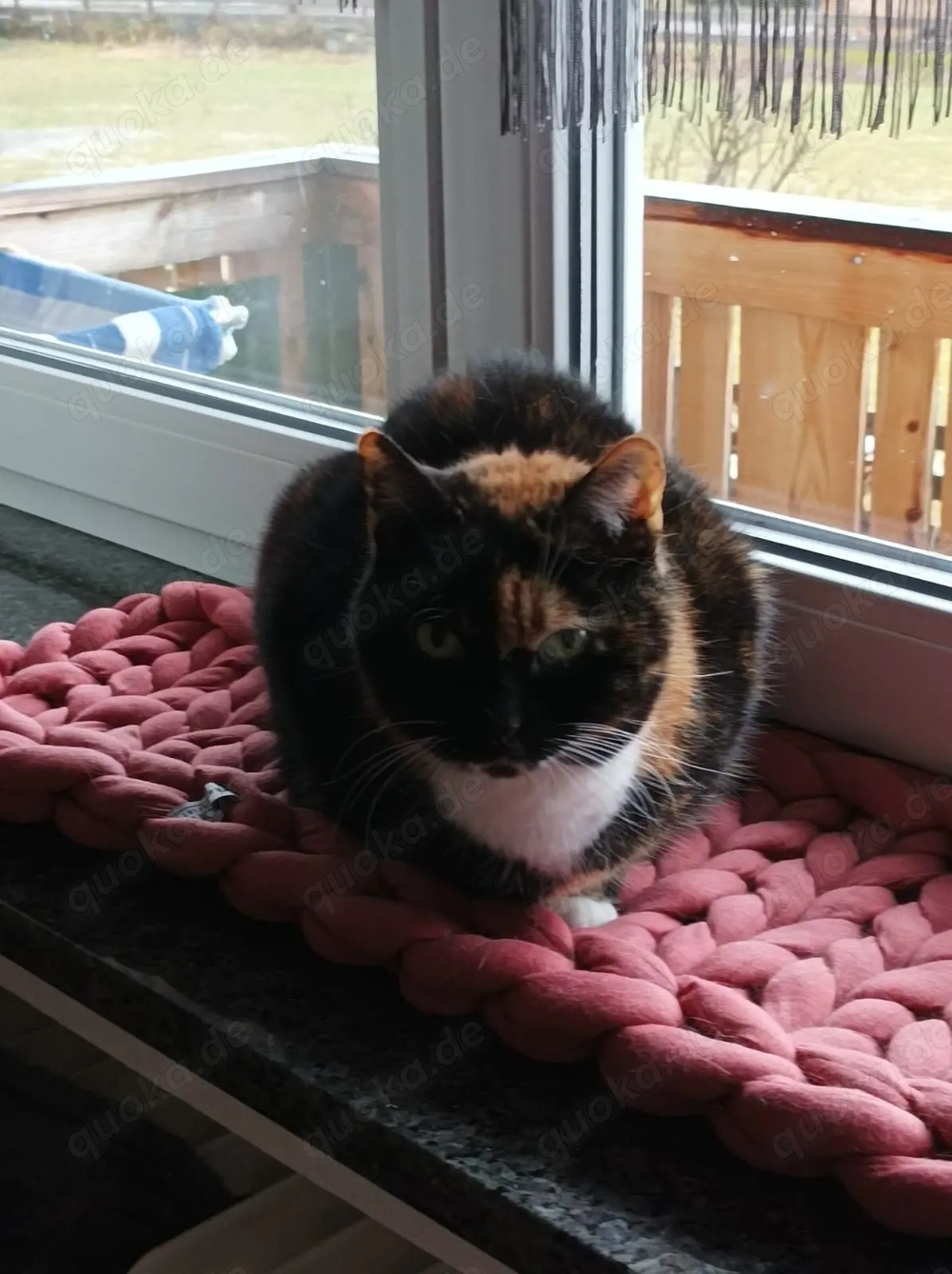 Zuhause gesucht für Sissi & Max