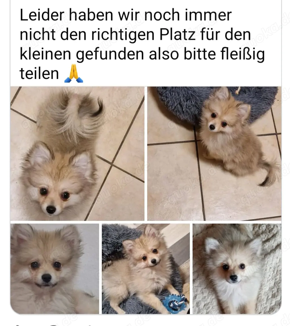 Mini Spitz Welpe  ( Pomeranian )