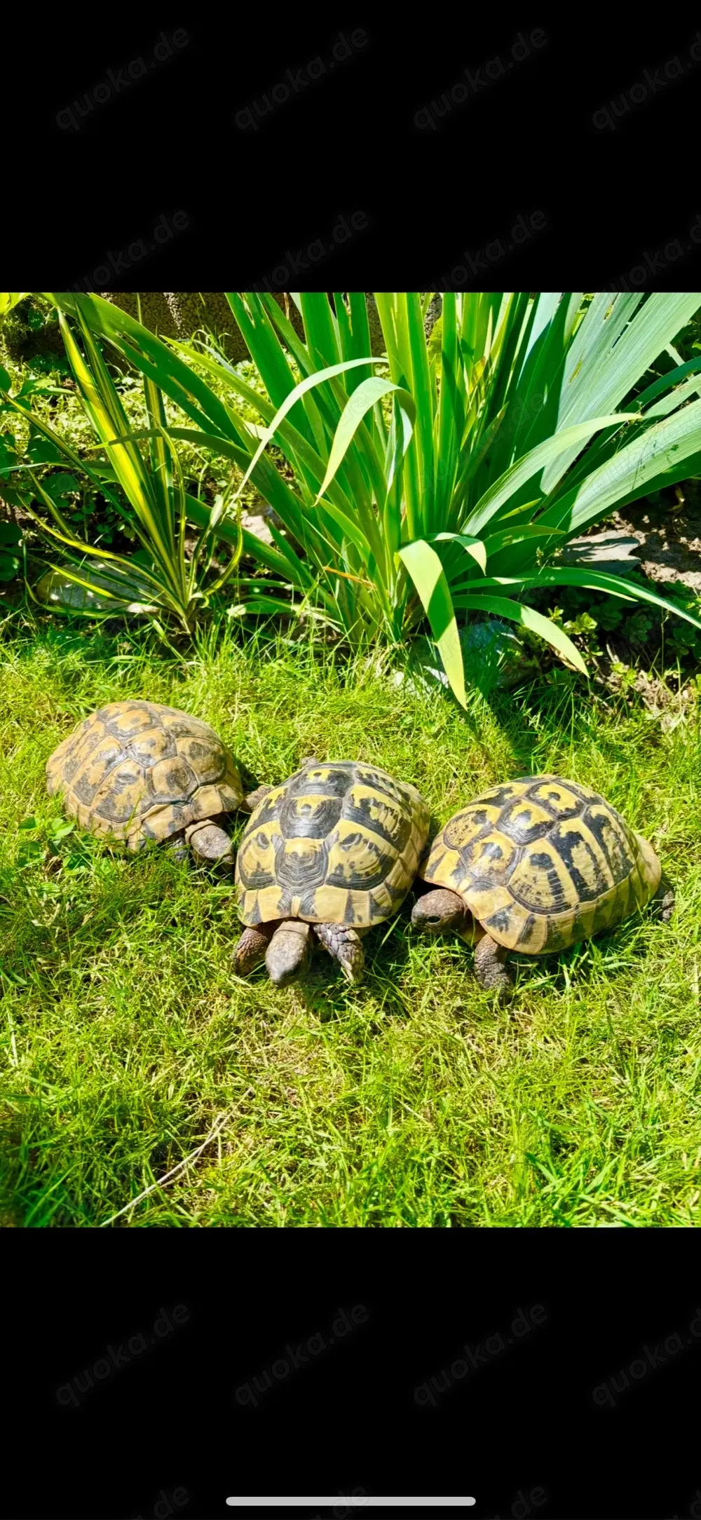 1,2 Griechische Landschildkröten 