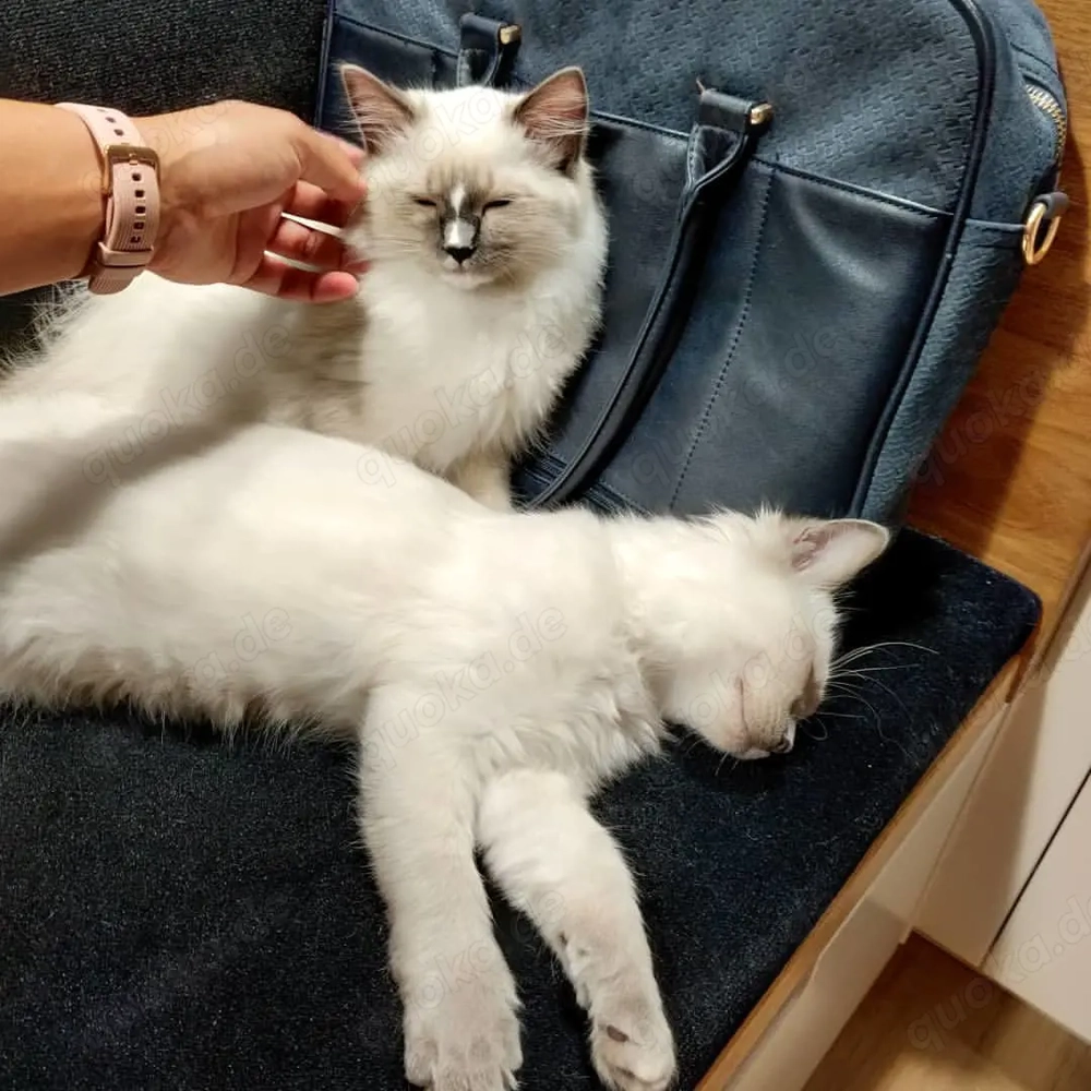 Verfügbare Ragdoll-Kätzchen