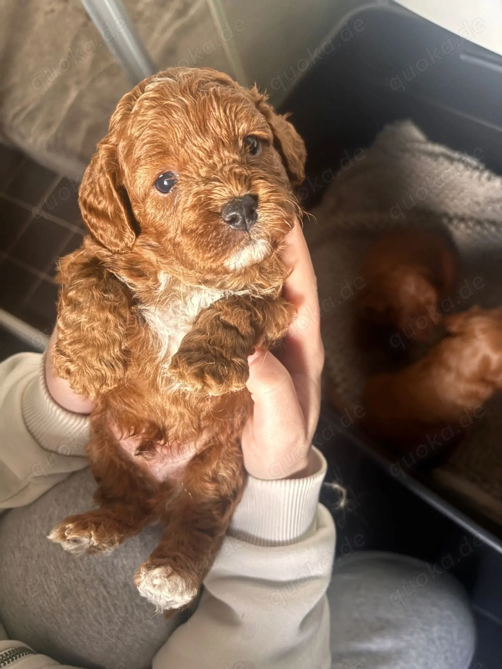Herzensbrecher - Cavapoo
